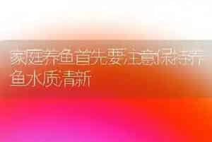 家庭养鱼首先要注意保持养鱼水质清新