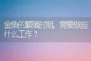 金鱼的繁殖时期,需要做些什么工作?