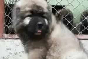 细说高加索犬的食物可以分为哪些种类(高加索犬)