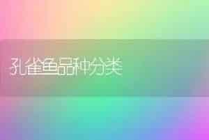 孔雀鱼品种分类