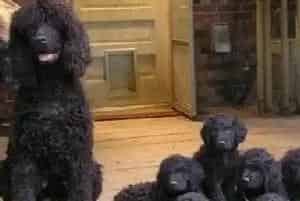 爱尔兰水猎犬中国多吗(以及选购常识)
