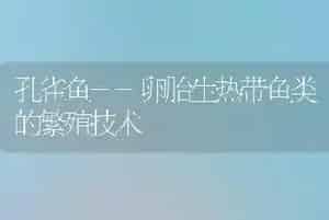 孔雀鱼--卵胎生热带鱼类的繁殖技术