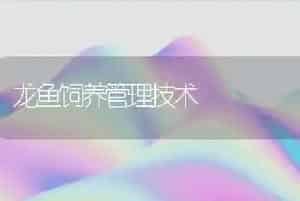 龙鱼饲养管理技术
