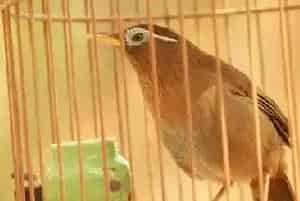 小画眉鸟的饲养((各地都一套饲养、驯练和调教方法)