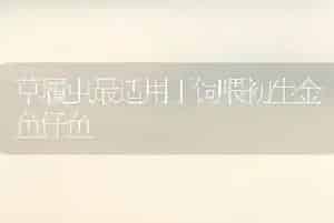 草履虫最适用于饲喂初生金鱼仔鱼