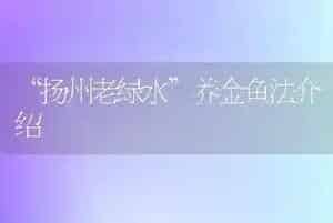 “扬州老绿水”养金鱼法介绍