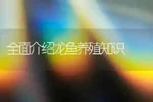 全面介绍龙鱼养殖知识