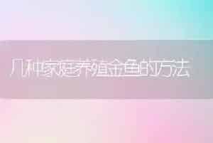 几种家庭养殖金鱼的方法