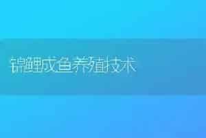 锦鲤成鱼养殖技术