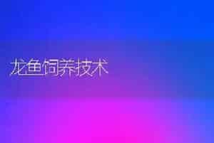 龙鱼饲养技术