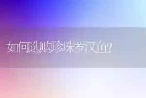 如何选购珍珠罗汉鱼?