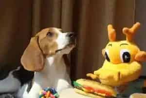 主人必须要了解的15种危害比格犬健康的食物(比格犬)