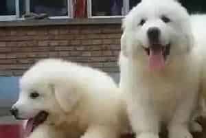 哪些原因致使大白熊犬总是喜欢吃自己的便便(大白熊犬)