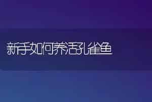 新手如何养活孔雀鱼