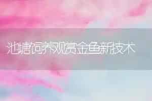 池塘饲养观赏金鱼新技术