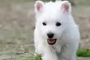 岁月脚步来临 如何照顾年老的西高地犬(西高地)