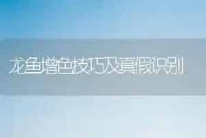 龙鱼增色技巧及真假识别
