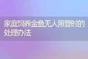 家庭饲养金鱼无人照管时的处理办法