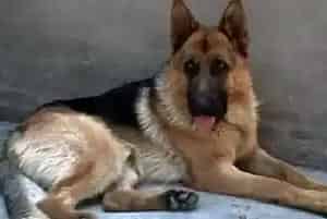 生活必知 如何搭配德国牧羊犬的食物更健康(德国牧羊犬)