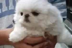 如何让京巴犬学会拒绝陌生人的食物诱惑(京巴狗)