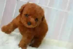 如何让泰迪犬享受到不同食物的美味(泰迪犬)