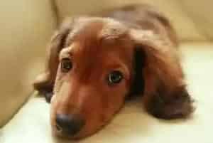 腊肠犬禁食的食物列表有哪些(腊肠犬)