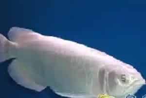 龙鱼的品种之“白金龙”介绍
