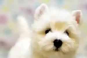 对付西高地犬食欲不振的妙招有哪些(西高地)