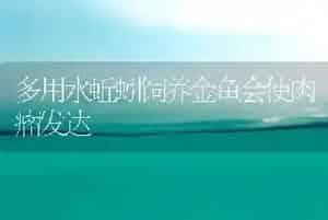 多用水蚯蚓饲养金鱼会使肉瘤发达