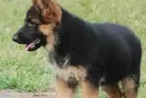 德国牧羊犬肠胃炎好后准备食物时要注意哪些(德国牧羊犬)
