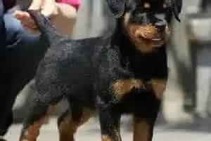 急救 罗威纳犬一直呕吐该怎么办(罗威纳犬)
