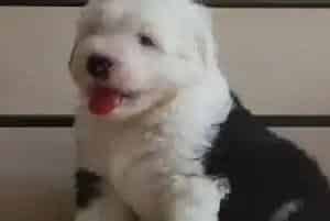 古代牧羊犬不能吃的食物名单(古代牧羊犬)