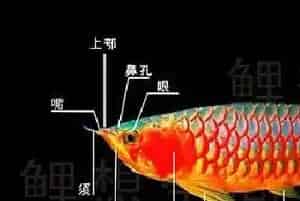 龙鱼的特征和生长发育介绍