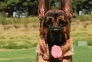 给德国牧羊犬选择蛋白质饲料要注意的问题(德国牧羊犬)