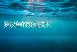罗汉鱼的繁殖技术