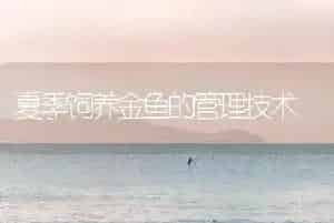 夏季饲养金鱼的管理技术