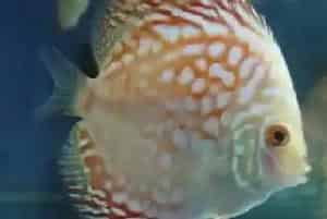 七彩神仙鱼的繁殖要诀
