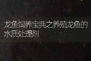 龙鱼饲养宝典之养殖龙鱼的水质处理剂