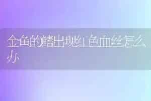 金鱼的鳍出现红色血丝怎么办
