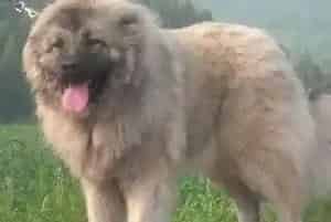 怎样训练高加索狗狗乖巧的讨要食物(高加索犬)