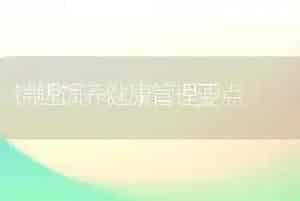 锦鲤饲养健康管理要点