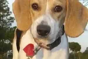 饮食禁忌 关于比格犬不能食用的一些食物分析(比格犬)