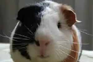 荷兰猪能长多大(有些可以长到30厘米长)