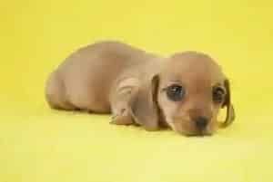 禁止给腊肠犬的八种食物名单(腊肠犬)