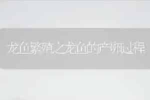 龙鱼繁殖之龙鱼的产卵过程