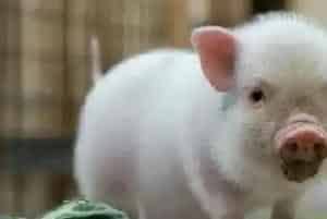 宠物猪好养吗(香猪对气候有较强的适应性)