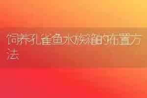 饲养孔雀鱼水族箱的布置方法