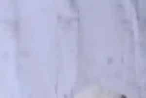 如何顺利为西高地幼犬断奶(西高地)