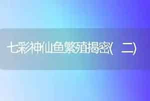 七彩神仙鱼繁殖揭密(二)