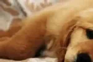 狗狗呕吐怎么办?需要注意哪些症状